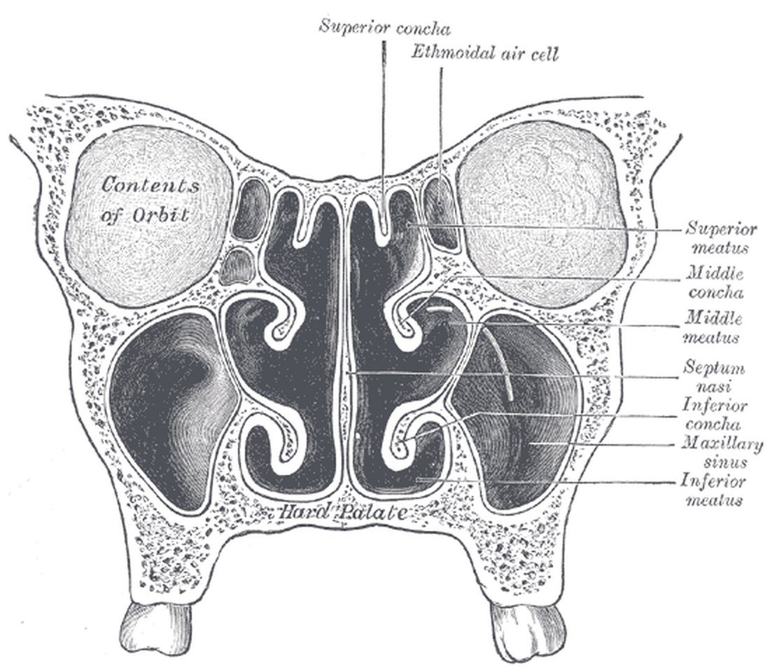 Anatomía de las fosas nasales: tabique y cornetes