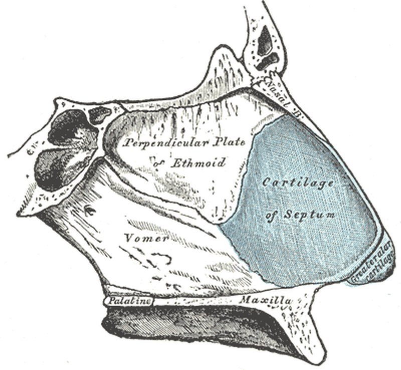 Anatomía del tabique nasal: hueso y cartílago